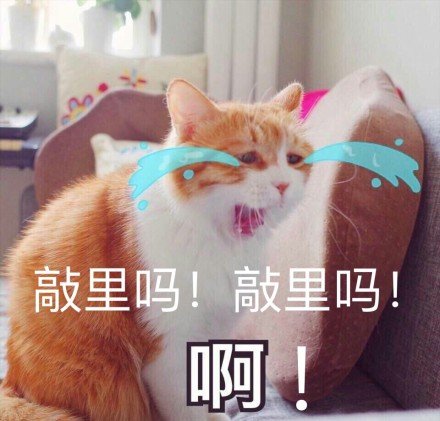 敲里吗是什么意思 敲里吗表情包分享3